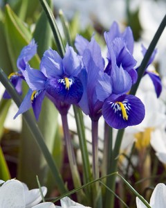 Iris reticulata3